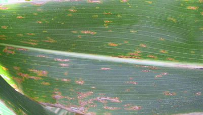 gray leaf spot lesions on a more susceptible variety of hybrid corn